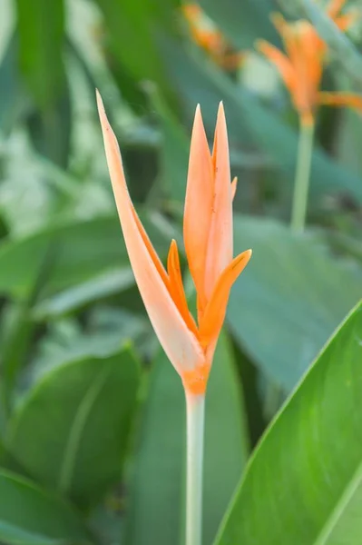 Canna Indica Kwiat Ogrodzie — Zdjęcie stockowe