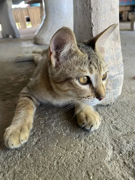 Симпатичная Кошка Цементном Полу — стоковое фото