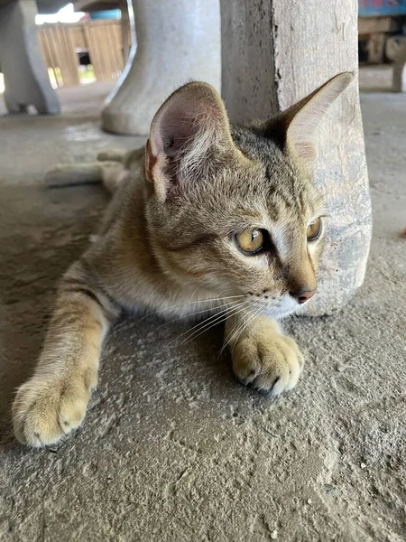 Bonito Tabby Gato Chão Cimento — Fotografia de Stock