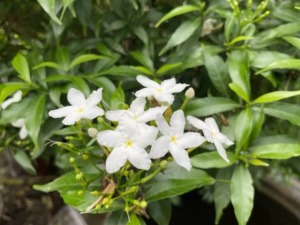 Λευκό Λουλούδι Inda Στον Κήπο Της Φύσης — Φωτογραφία Αρχείου