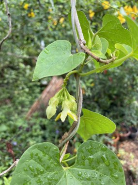 Doğa bahçesinde Telosma kordata çiçeği