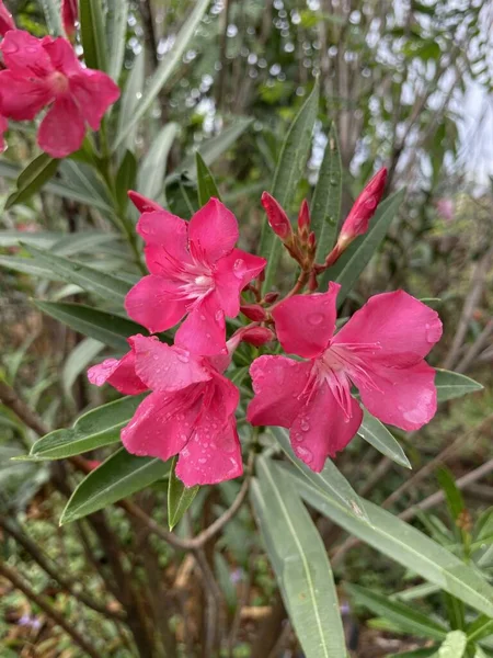 自然園のピンク ネリアムオレンダーの花 — ストック写真