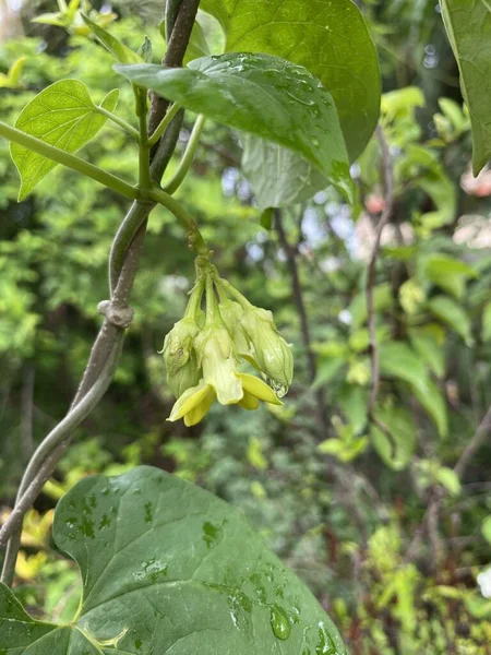 Telosma Cordata Flor Jardín Naturaleza — Foto de Stock