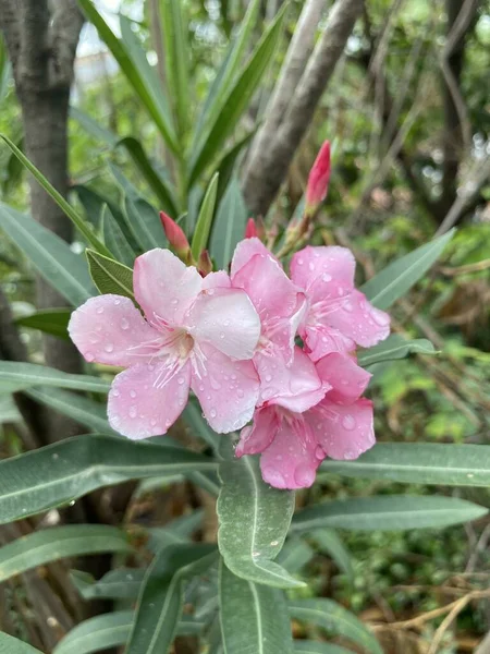 Bunga Pink Nerium Oleander Kebun Alam — Stok Foto