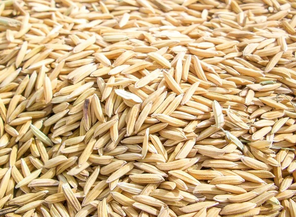 水稻干种子质感 — 图库照片