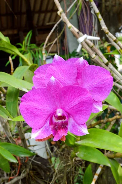 自然の庭で紫色の蘭の花 — ストック写真