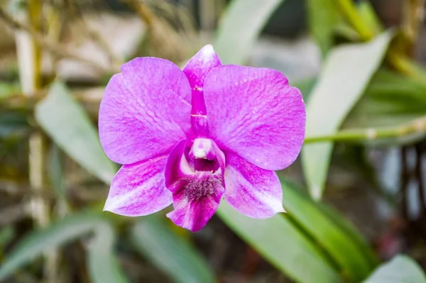 Fialová Orchidej Květina Zahradě Přírody — Stock fotografie