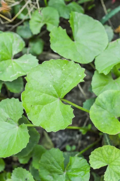 Verde Fresco Centella Asiatica Planta Jardim Natureza — Fotografia de Stock