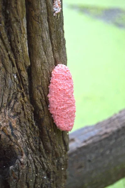 Маленький Розовый Яблочный Ноготь Деревянном Столбе — стоковое фото