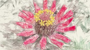 Doğa bahçesinde kırmızı zinya çiçeğinin resim rengi