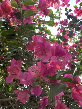 Doğa bahçesinde pembe Bougainvillea çiçeği