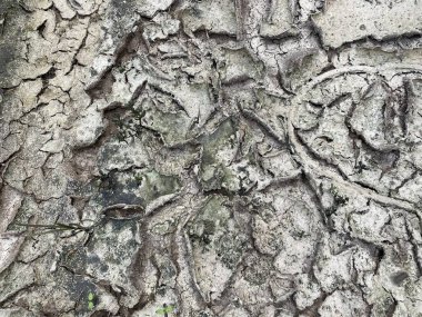 Çatlamış toprak dokusunu kapat