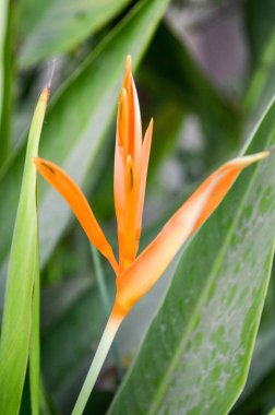 Bahçede İndika çiçeği olmaz