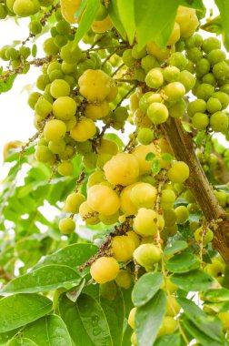 Ağaçtaki bektaşi üzümü meyvesi