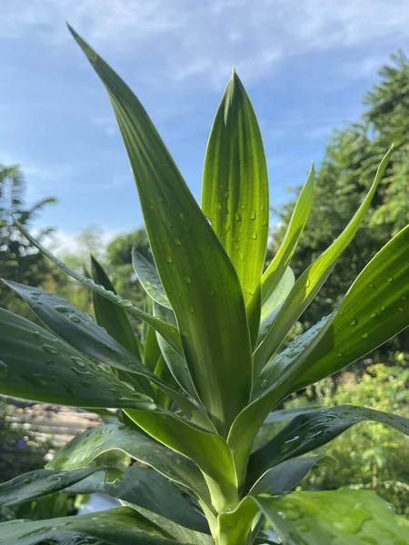 Verse Groene Dracaena Geuren Plant Natuur Tuin — Stockfoto