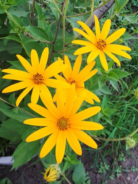 Jerusalém Flor Alcachofra Jardim Natureza — Fotografia de Stock