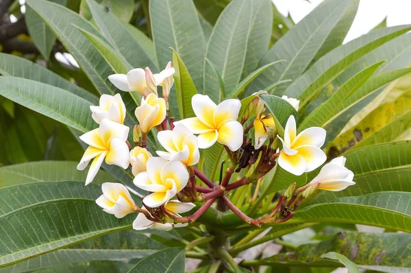 Plumeria Kwiat Ogrodzie Przyrody — Zdjęcie stockowe