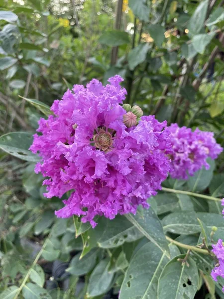 Lagerstroemia Speciosa Kwiat Ogrodzie Przyrody — Zdjęcie stockowe