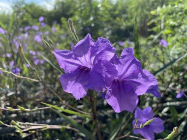 Doğa bahçesinde mor çiçek