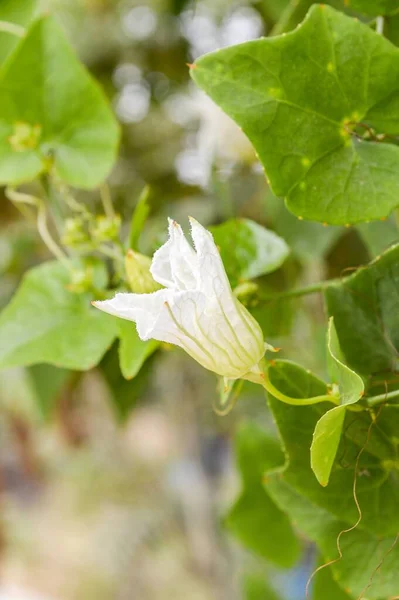 Ivy Gourd Fiore Nel Giardino Naturale — Foto Stock