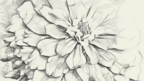 Konst Teckning Svart Och Vitt Zinnia Blomma Naturen Trädgård — Stockvideo