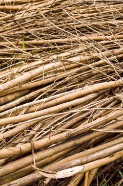 Ormansız ormanda ağaç kesimi