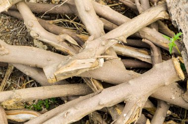 Ormansız ormanda ağaç kesimi