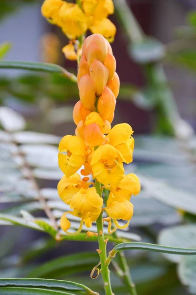 Flor Amarilla Senna Alata Jardín Natural —  Fotos de Stock