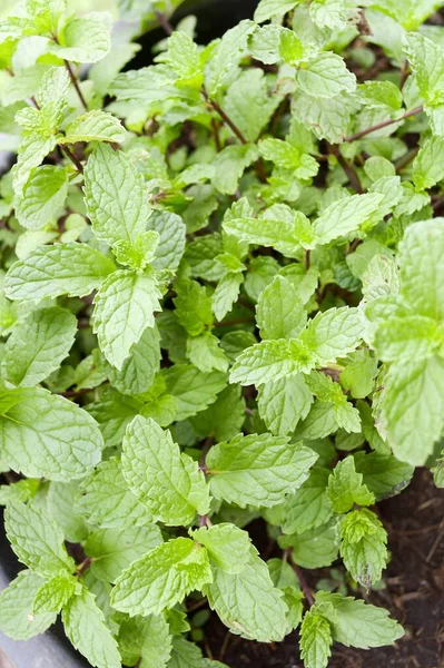 Fechar Plantas Hortelã Cozinha Jardim Natureza — Fotografia de Stock