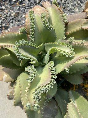 Kalanchoe Melez Bitkisi Doğa Bahçesi