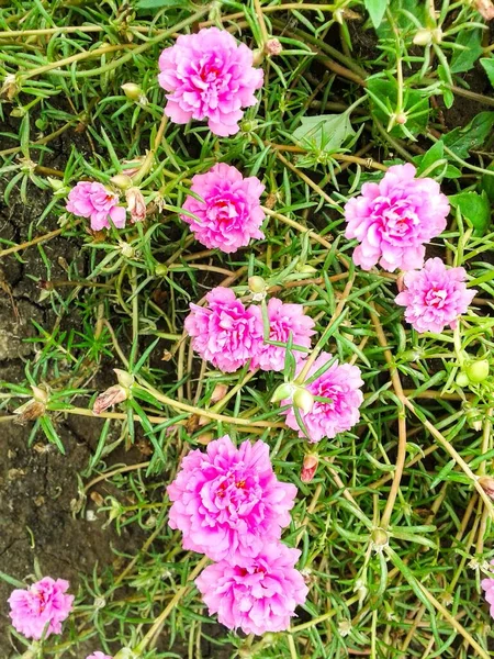 Close Pink Pusley Flower Nature Garden Portulaca Oleracea — Stock Photo, Image