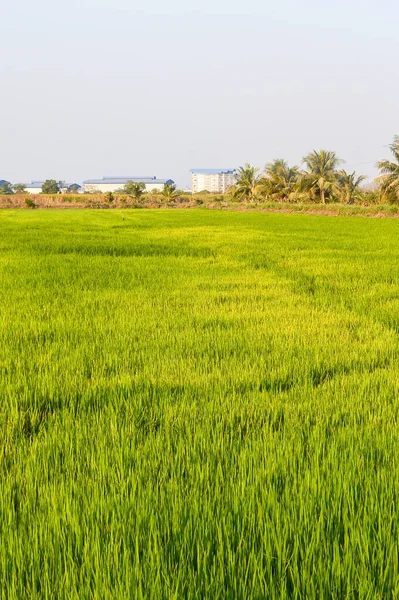 Grüner Reisbaum Land Thailand — Stockfoto