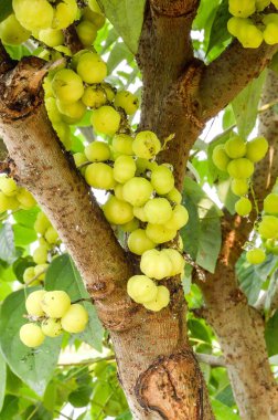 Bahçede taze yeşil yıldız bektaşi üzümü ağacı