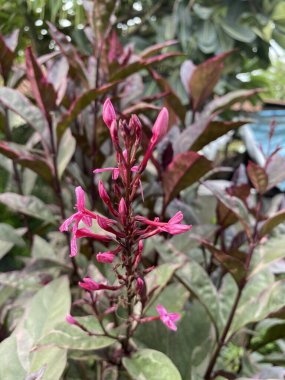 Doğa bahçesinde karikatür bitkisi