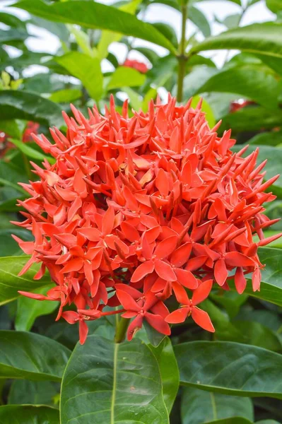 Rosso Ixora Coccinea Fiore Nel Giardino Naturale — Foto Stock