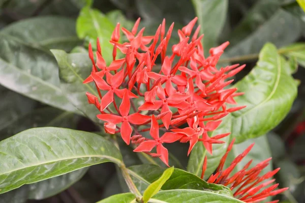 Κόκκινο Λουλούδι Ixora Cocccinea Στον Κήπο Της Φύσης — Φωτογραφία Αρχείου
