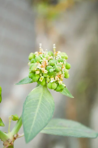 Doğa Bahçesinde Öforbi Heterofilla Çiçeği — Stok fotoğraf