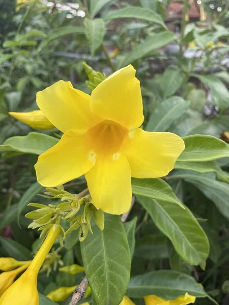 Gelbe Cascabela Thevetia Blume Naturgarten — Stockfoto