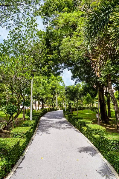 Camino Jardín Natural País Tailandia — Foto de Stock