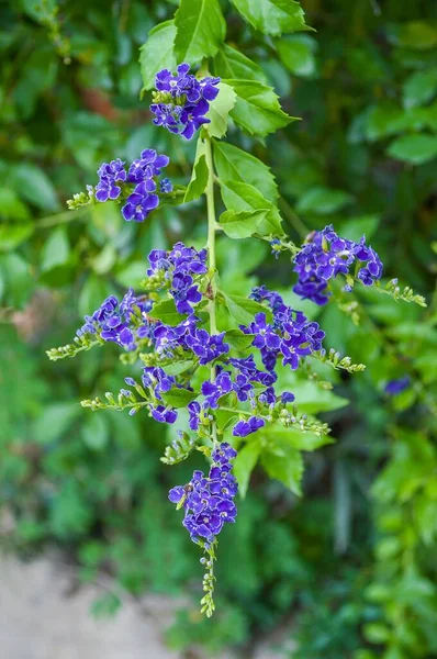 Blaue Taubenbeerenblume Garten Duranta Repens — Stockfoto