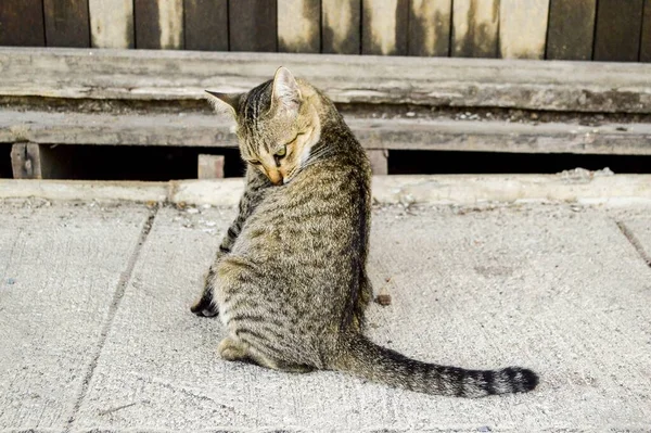 Lindo Gato Tabby Piso Cemento —  Fotos de Stock