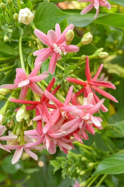 Розовый Combretum Indicum Цветок Саду Природы — стоковое фото