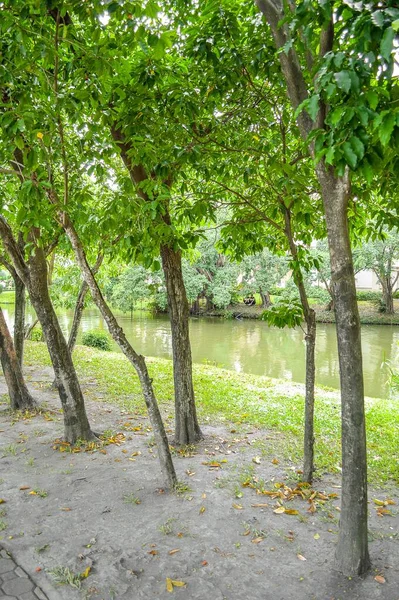 Green Garden Country Thailand — Stock Photo, Image