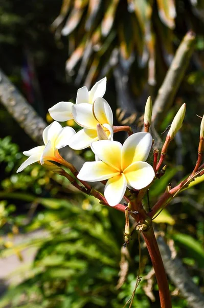 Plumería Blanca Flor Jardín Naturaleza —  Fotos de Stock