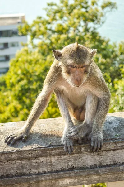 Close Macaco Bonito Jardim Natureza — Fotografia de Stock
