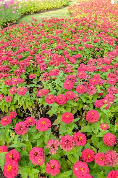 Pink Zinnia Flower Nature Garden — Stock Photo, Image