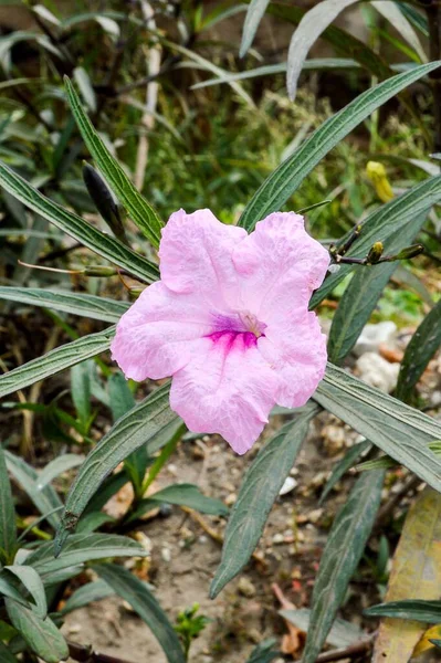 Розовая Ruellia Tuberosa Цветок Саду Природы — стоковое фото