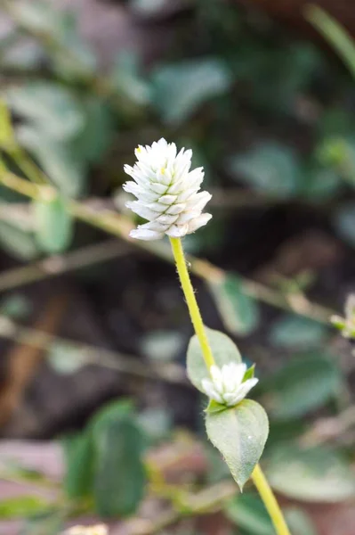 自然の庭でのゴンフレナセロイデスの花 — ストック写真