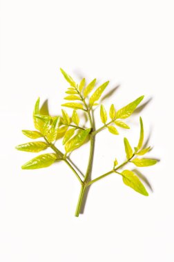 Beyaz arkaplanda Millingtonia hortensis yaprağı