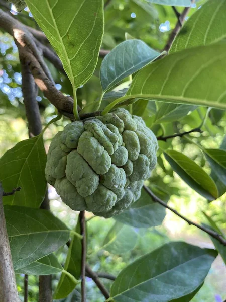 自然花园里新鲜的绿糖苹果果 — 图库照片